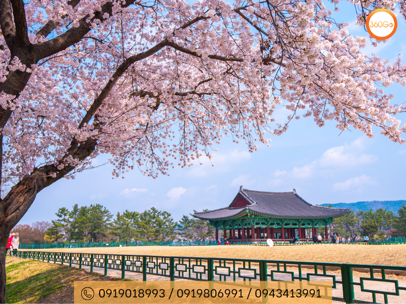 Hoa Anh Đào Hàn Quốc được du nhập từ rất lâu đời - Du lịch 360Go